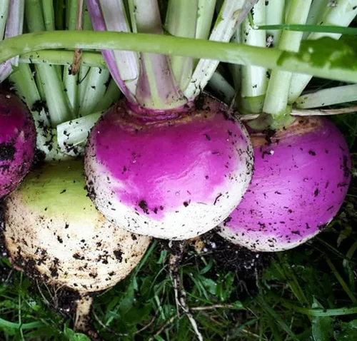 CZ Grain Semillas de parcela de alimentos para plantar: cultiva alimentos para ciervos, pavos, alces, fesantes, codornices y otros animales Trigo -
