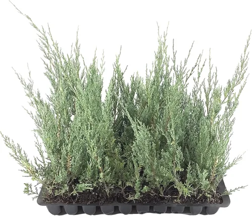 Juniper Burkii - 3 árboles vivos - Juniperus Virginiana - Cribado de cedro rojo de hoja perenne