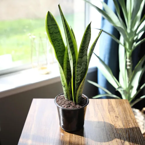 Miniatura 7 de Planta de serpiente viva, Sansevieria trifasciata Laurentii, Planta de interior completamente arraigada en maceta, Planta de sansevieria lengua