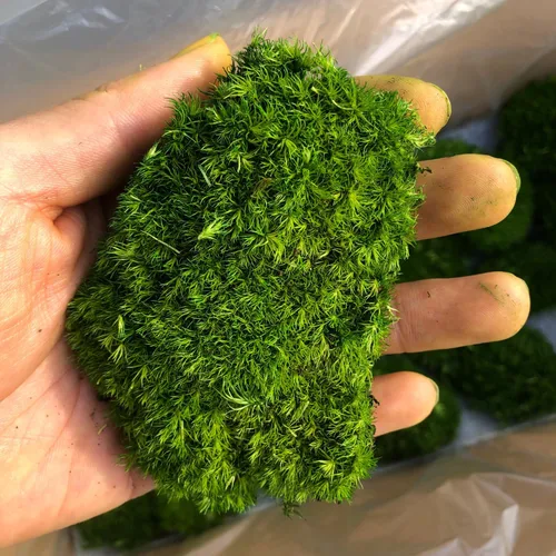Miniatura 14 de Cojín de Musgo Polar Preservado en Forma de Bollo, Verde Natural Decorativo Real Natural, Kit de Bricolaje para Terrarios, Arte de Jardín