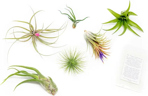 Paquete de 6 bolsas de agarre para plantas de aire pequeñas y medianas - Paquete de fertilizantes - Venta al por mayor - a granel - Tillandsia vivo
