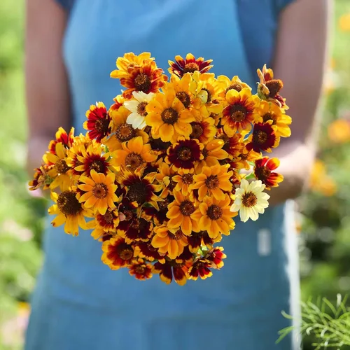 Miniatura 23 de Eden Brothers - Semillas de zinnia, cactus con flores, sin OMG, plantar en primavera, paquete, flores de bajo mantenimiento, zonas 3, 4, 5, 6, 7, 8