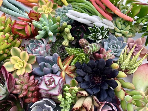 Miniatura 5 de 10 esquejes surtidos de suculentas vivas, no hay 2 suculentas iguales, ideal para terrarios, mini jardines y como plantas de inicio por The