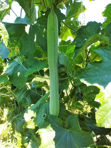 TomorrowSeeds - Semillas de calabaza Luffa extra largas y lisas - Más de 20 unidades - para plantar 2025 esponja Aegyptiaca suave pepino egipcio