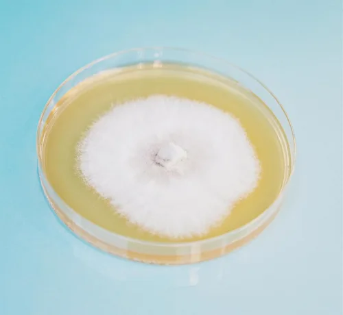 Miniatura 3 de Root Mushroom Farm- Extracto de malta Agar(MEA)