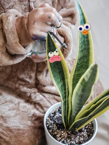 Miniatura 5 de Imanes de plantas, Googly Eyes imanes de plantas para plantas en maceta, dijes de plantas para regalos de plantas, juego de 7