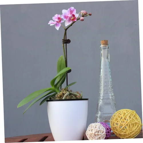 Miniatura 9 de 150 clips de orquídea de jardín, prácticos clips de soporte para plantas para asegurar tallos y enredaderas, protegen las orquídeas de daños por