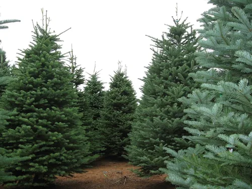 Abeto Noble, Abies procera, (Abies nobilis), Semillas de Árbol (30 Semillas)