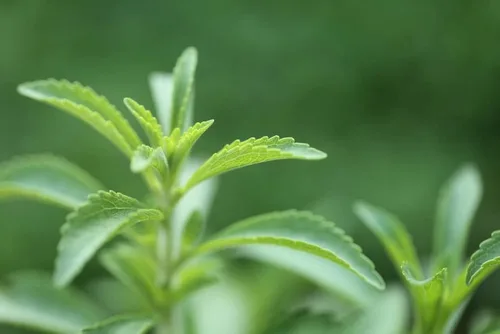 Miniatura 2 de Semillas de plantas de hierbas de Stevia Sweetleaf I 100 semillas de stevia naturales para plantar I Semillas de reliquia sin OMG