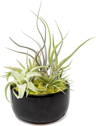 Miniatura 5 de Air Plant Shop Planta de aire grande ensamblada para jardín, al por mayor y a granel, suculentas, Tillandsia viva, plantas de interior y exterior