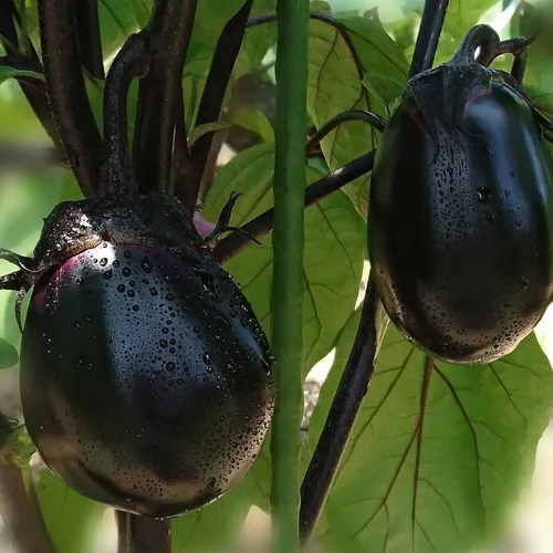 Semillas de berenjena - Huevo de Kioto - Híbrido - 1 onza ~ 6400 Semillas - Sin OMG, F1 Hybrid - Vegetal de jardín asiático