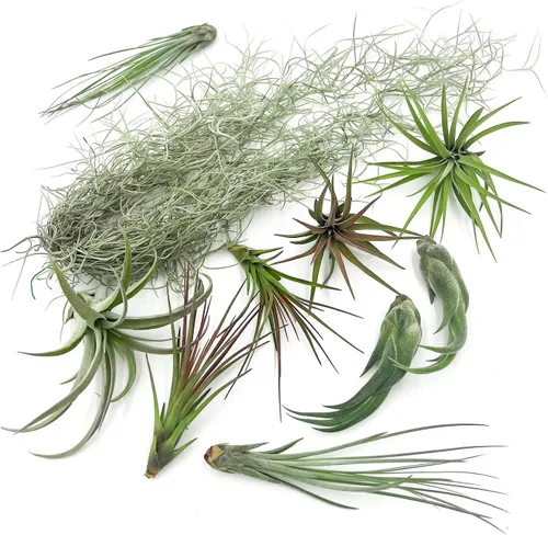 ragnaroc Live Air Plants – Caja de Regalo Tillandsia TOR Paquete de Variedad – 10 Unidades Grandes, 4-10 pulgadas – Plantas Vivas de Interior y TOR