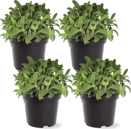 Miniatura 11 de Hierba aromática y comestible viva, lavanda (4 por paquete), potenciador natural del sueño, 6 pulgadas de alto por 4 pulgadas de ancho en 1 pinta