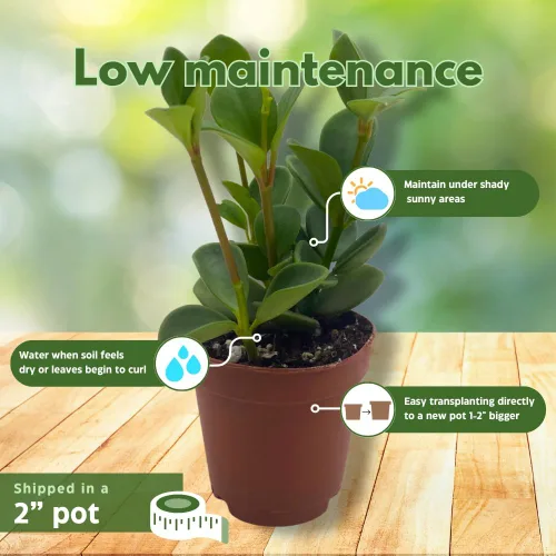 Miniatura 4 de BubbleBlooms Peperomia Hope in a 2 inch Pot Trailing Jade peperomia rotundifolia Tiny Mini Pixie Plant
