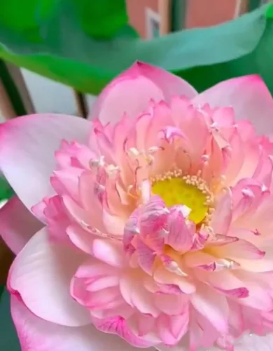 Miniatura 4 de 25 semillas de loto bonsái, tazón de semillas de loto, flor de lirio de agua. Mezcla acuática comestible, semillas de loto ideales para principiantes