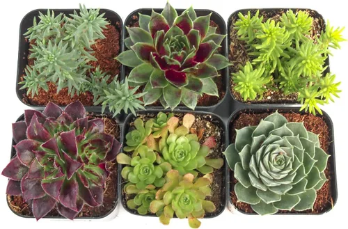 Miniatura 2 de Mountain Crest Gardens Hardy - Paquete variado de suculentas, 6 plantas vivas tolerantes a las heladas, enraizadas en macetas de 2 pulgadas