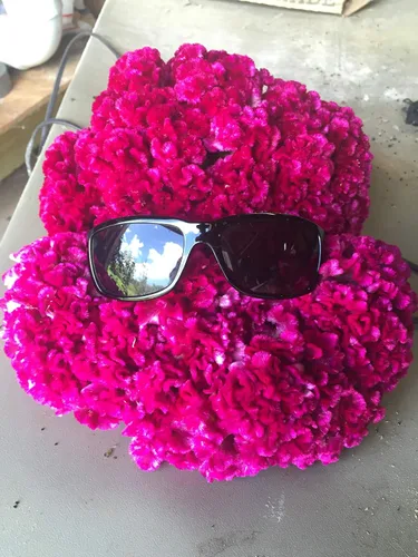 Miniatura 3 de 1025-Cockscomb Celosia Giant (C. argentea) Semillas por Robsrareandgiantseeds UPC0764425786658 Sin OMG, orgánicas, plantas históricas, 1025 paquete
