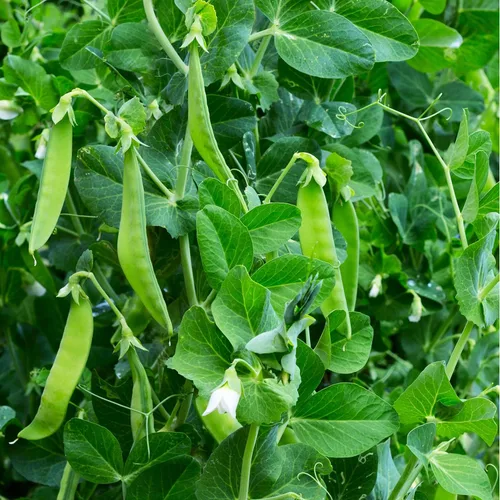 Miniatura 5 de Earthcare Seeds Pea Oregon Sugar Pod II Snow Pea 50 semillas (Pisum sativum) reliquia - Polinizado abierto