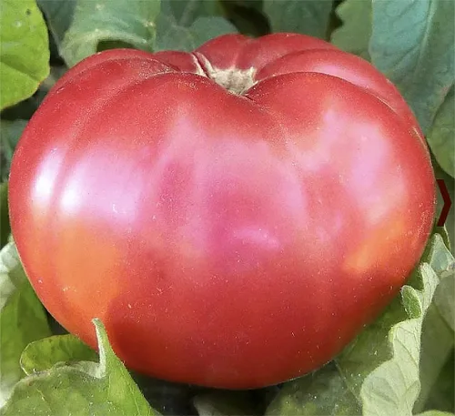 Semillas de tomate gigante rosa belga, tomate grande reliquia, uno de los tomates más grandes y deliciosos para el cultivo doméstico, sin OMG, sin