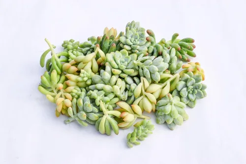 Miniatura 4 de Esquejes de suculentas vivas - Esquejes de suculentas a granel (paquete de 20) (Sedum Rubrotinctum Esquejes de suculentas)