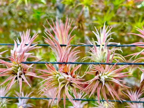Miniatura 5 de ragnaroc Plantas de aire - Paquete de Tillandsia Ionantha, Regular 1-3" - 5 unidades - Llegada viva garantizada - Plantas de casa para decoración