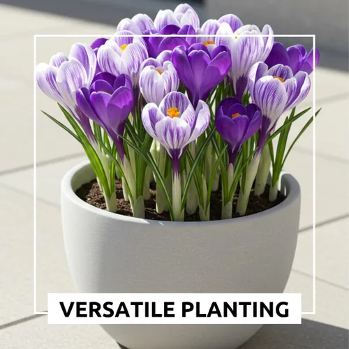 Miniatura 6 de Bombillas de flores preenfriadas para forzar en interiores, fáciles de cultivar, cultivar en agua o suciedad en interiores o plantas al aire libre
