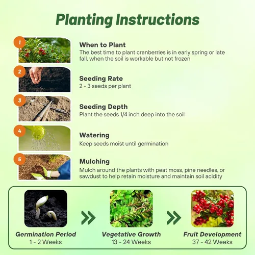 Miniatura 4 de Outsidepride Semillas de arándano – 250 piezas. Perenne, fácil de cultivar y de bajo mantenimiento, semillas de frutas para plantar bayas ricas