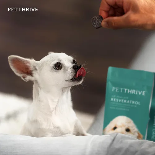 Miniatura 5 de Suplemento de apoyo para cadera y articulaciones para perros, masticables suaves con resveratrol, glucosamina, condroitina, ácido hialurónico, sabor