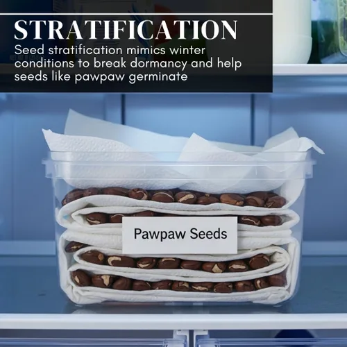 Miniatura 5 de Semillas de árbol de pata de pata para plantar 6 semillas Árbol frutal comestible, fabricado en Estados Unidos Divertido y fácil de cultivar