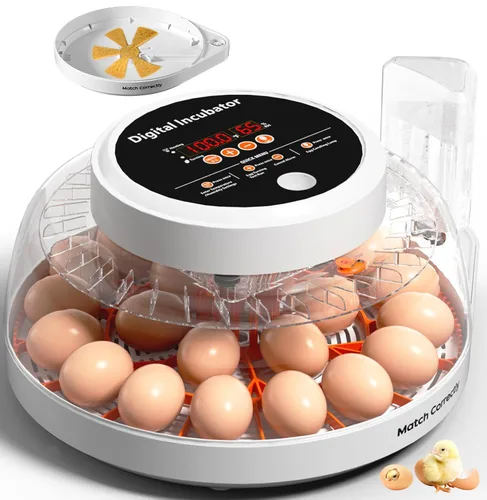 Miniatura 8 de Incubadoras mejoradas para incubar huevos, incubadora de 12 huevos con giro automático de huevos, control de temperatura y pantalla de humedad, vela