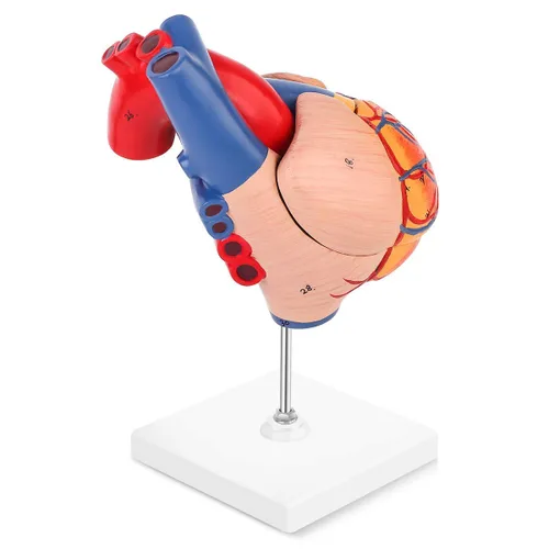 Miniatura 6 de SKUMOD Modelo de corazón humano 1:1, tamaño real de 2 partes de corazón numerado preciso que muestra 48 estructuras internas anatómicas