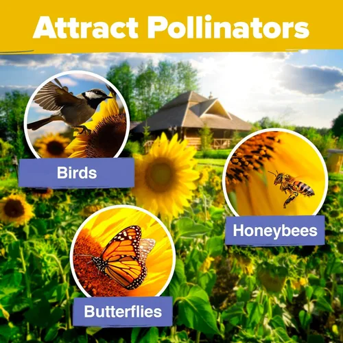 Miniatura 5 de Home Grown Semillas de girasol para plantar 8 variedades de paquetes de semillas de flores de sol para plantar: cultivar girasoles enanos