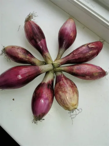 Miniatura 3 de Semillas Verduras herederas de cebolla de chalota roja para plantar sin OMG