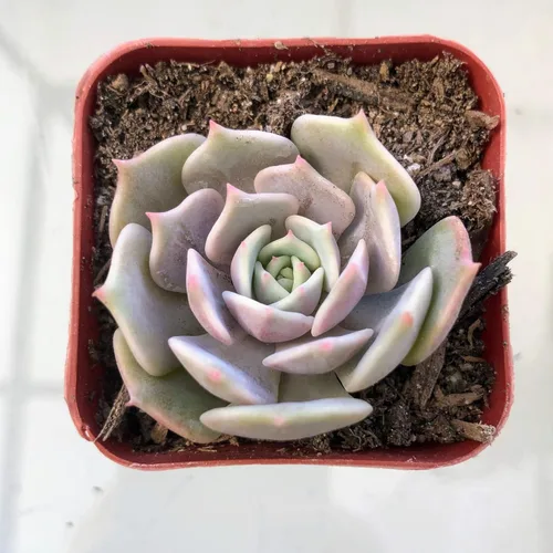 Miniatura 25 de Blissful Echeveria Alpen Glow 4" Pot Live Succulent Pink Purple Rosette Plant Easy 2 Grow, Perfect for Wedding, Party Favor and Succulent