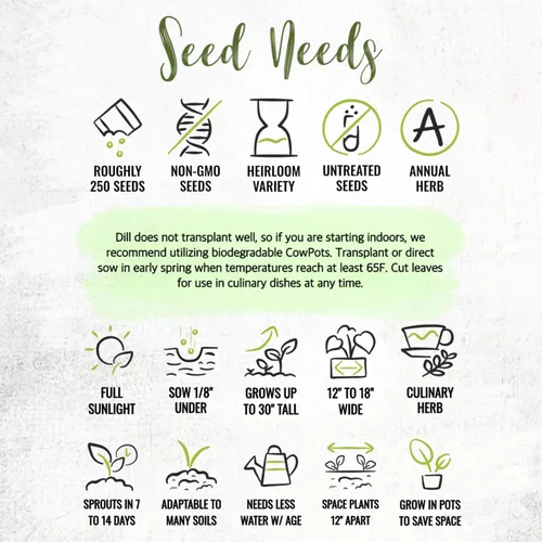 Miniatura 8 de Seed Needs Semillas de eneldo para plantar ramos de hierbas, semillas de hierbas sin OMG y sin tratar para plantar un jardín cultivado en casa