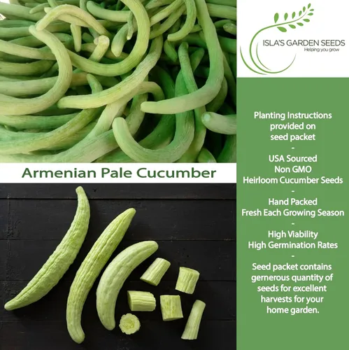 Miniatura 2 de Isla's Garden Seeds - Semillas de pepino verde pálido armenio (Cucumis sativus) – Más de 100 semillas tradicionales y sin OMG para plantar, pepinos