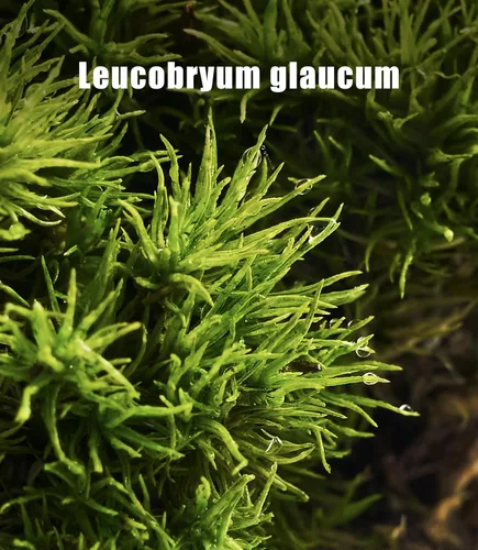Miniatura 8 de Musgo vivo – Musgo leucobryum (2 hojas, cada una aprox. 3.5 x 7 pulgadas) para terrarios, bonsái, plantas en maceta y arte de musgo natural