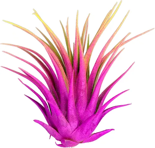 Miniatura 15 de Planta de aire Tillandsia Ionantha de Guatemala, planta de aire viva Tillandsia de Guatemala, llegada saludable garantizada, excelente planta de Azul