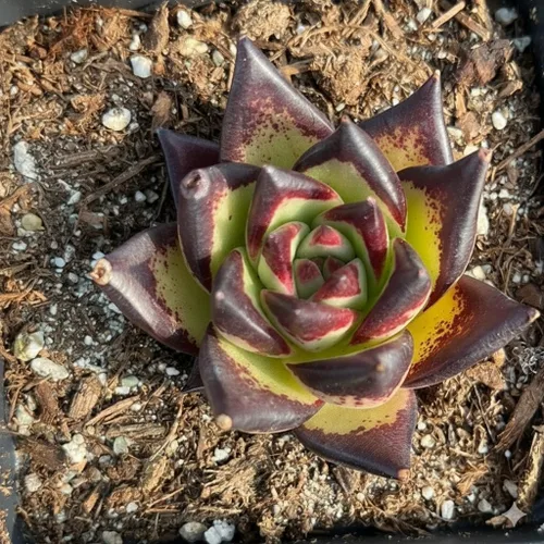Miniatura 2 de Echeveria Agavoides Ebony - Suculenta viva - 2.5 pulgadas - Tolerante a la sequía, bajo mantenimiento, ideal para interiores y exteriores, Echeveria