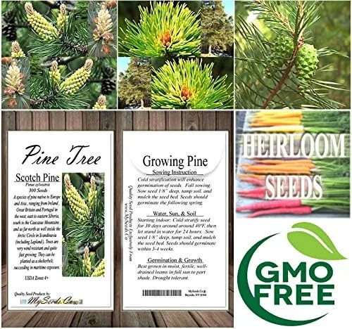 Miniatura 8 de Semillas para árbol de pino sin transgénicos de MySeeds.Co