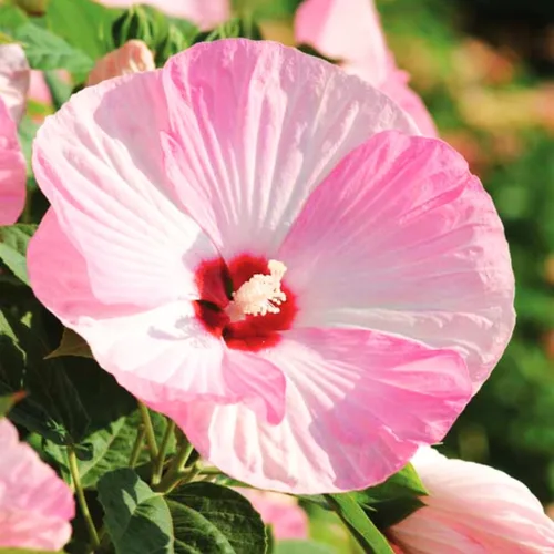 Miniatura 2 de Plantas de hibisco, planta viva de hibisco, plantas de hibisco resistentes vivas, de 8 a 12 pulgadas de alto, planta de flores perennes, desnudo