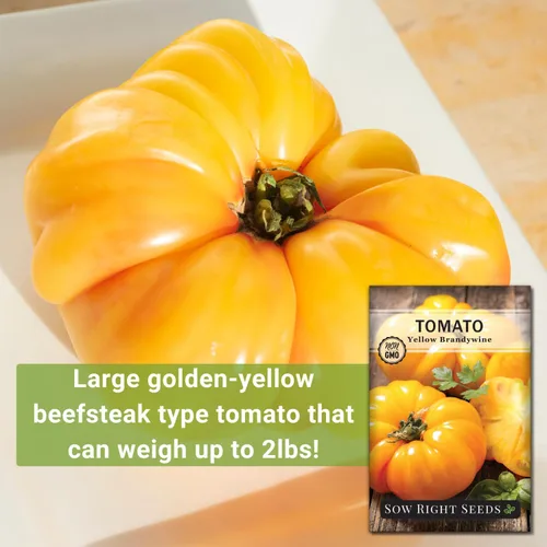 Miniatura 3 de Sow Right Seeds - Semillas de tomate Brandywine amarillo para plantar - Paquete de reliquia sin OMG con instrucciones para plantar un huerto casero
