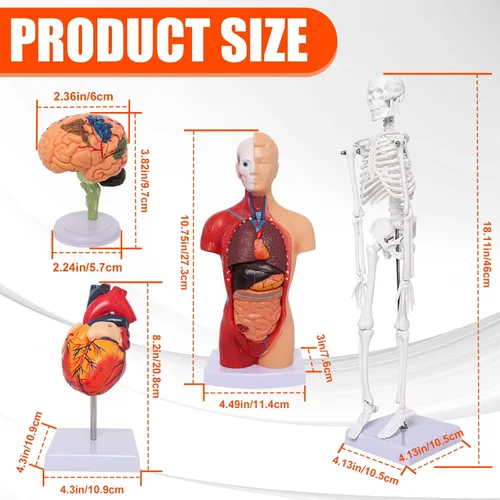 Miniatura 2 de Wadoy Conjunto de modelos de anatomía humana, cerebro, cuerpo del torso humano, corazón, modelo de esqueleto, modelos de anatomía para estudiantes