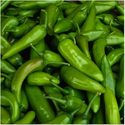 Everwilde Farms - Semillas de pimiento picante de jalapeño orgánico de 1 onza - Paquete Gold Vault