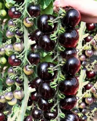 30 semillas de tomate cereza negra semillas de verduras de jardín