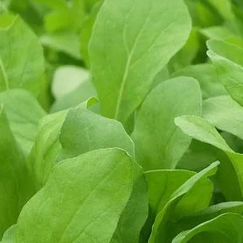 Rúcula orgánica, roqueta, 1 onza ~ 25,000 semillas, orgánica, sin OMG, reliquia, polinizada abierta, semillas de verduras, hierbas y microverdes