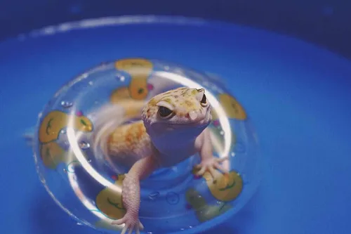 Miniatura 9 de Piscina plegable plegable de lagarto para baño y refrigeración, bañera duradera, lavadora de agua para dragones barbudos, erizo, hámster y animales