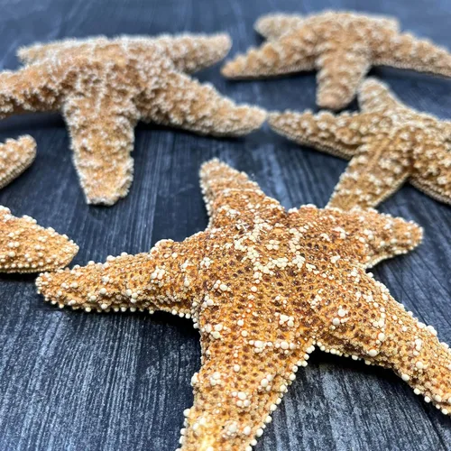 Miniatura 3 de Tumbler Home Decoración real de estrella de mar, 2 unidades, estrellas de mar grandes de 4 a 6 pulgadas para manualidades, decoración de casa