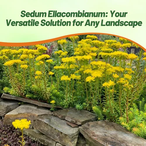 Miniatura 6 de Outsidepride Ellacombianum Sedum Seeds - 1000 semillas perennes de cobertura del suelo para plantar, plantas suculentas resistentes al frío