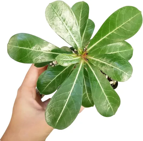 Miniatura 4 de Adenium Obesum - Rosa del desierto de 4 pulgadas, suculenta saludable, rara e inusual, viva de fácil cuidado, planta interior de casa, totalmente